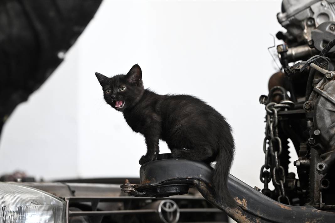 Tamirhanenin yeni Çırak'ı görenlerin yüzünü güldürüyor 12